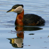 Grebe