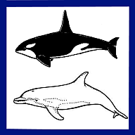 ballenas y delfines